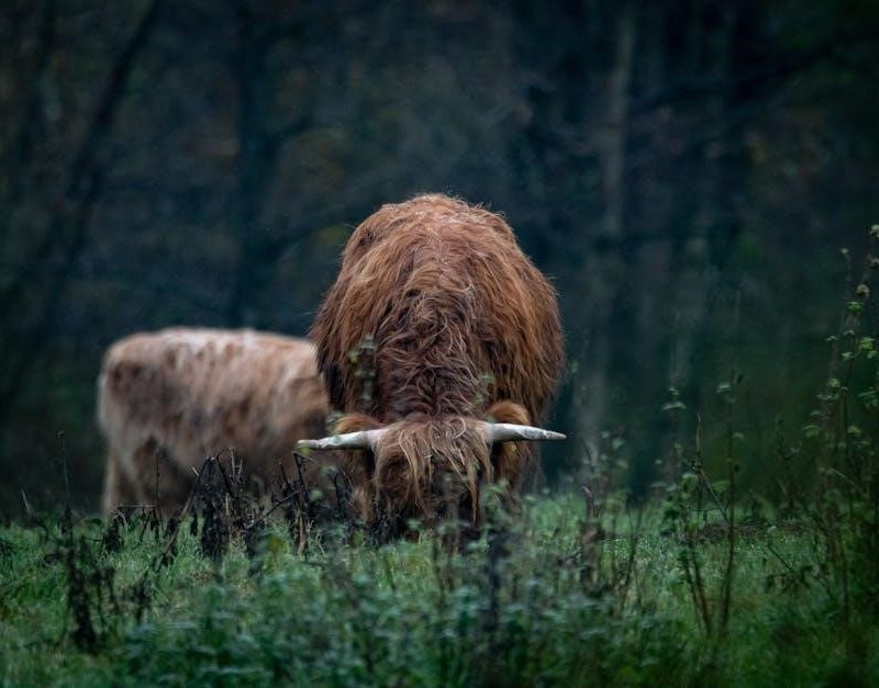 click clack moo cows that type pdf