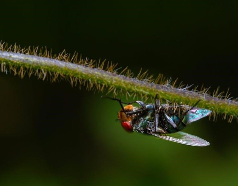 animal crossing new leaf bugs guide