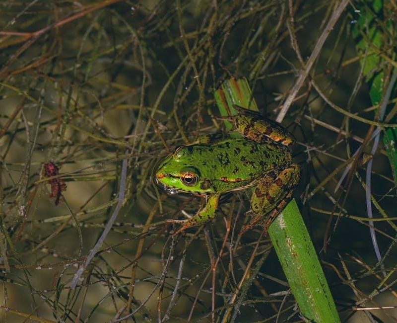 10 day green smoothie pdf