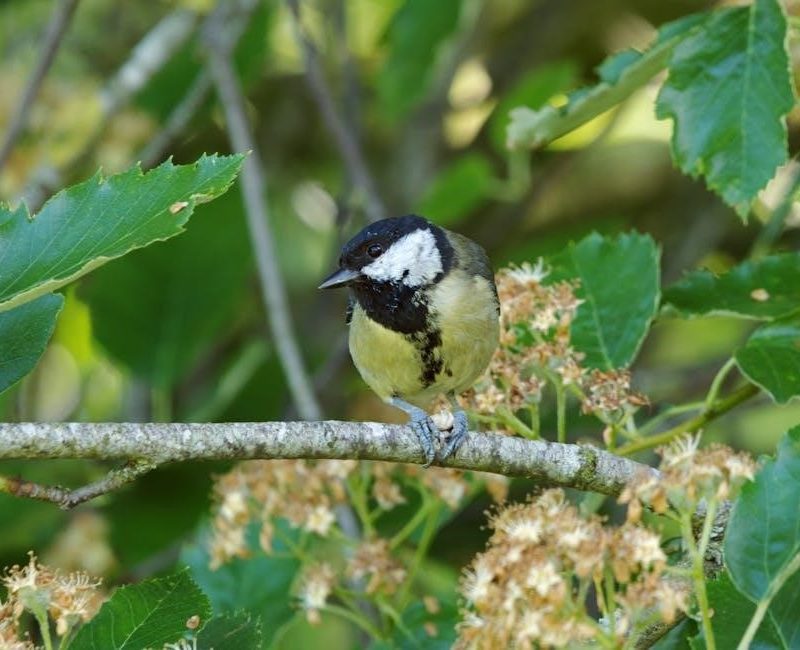 the great kapok tree pdf