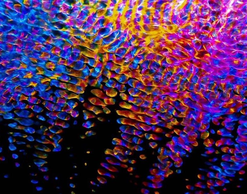 purves neuroscience 6th edition pdf